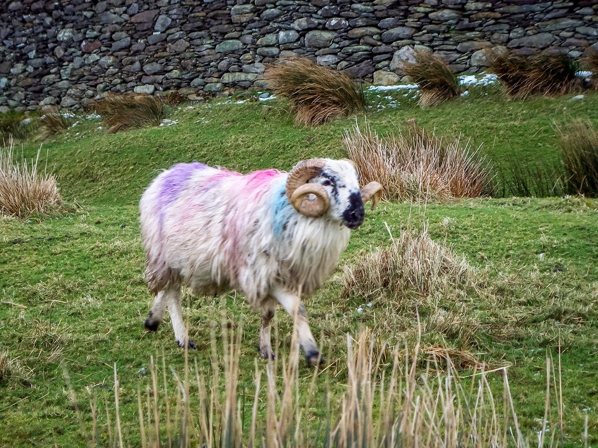Painted sheep in Ireland