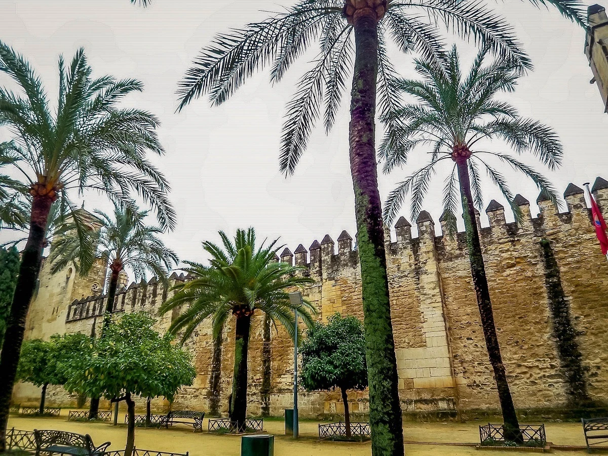 Palm trees in Spain.