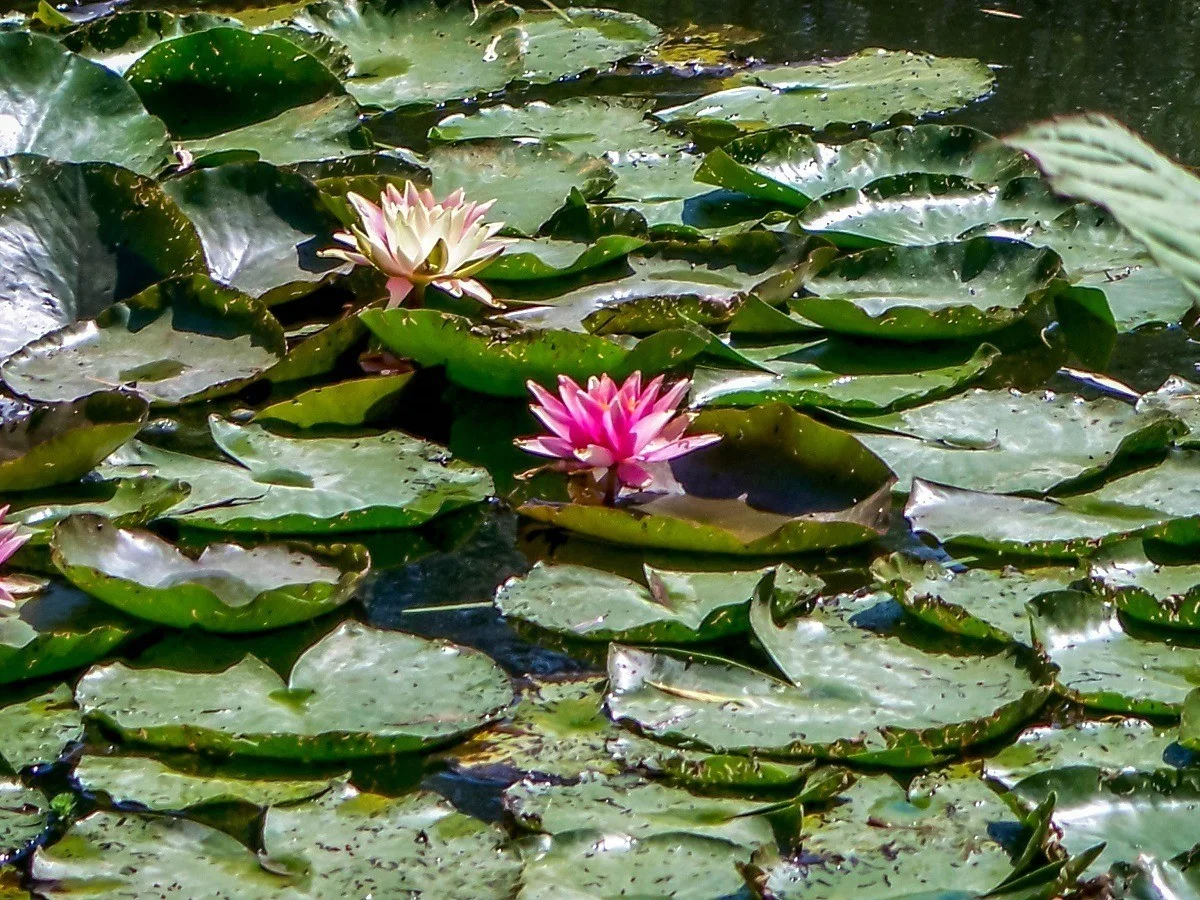 Water Lilies in the Giverny Gardens