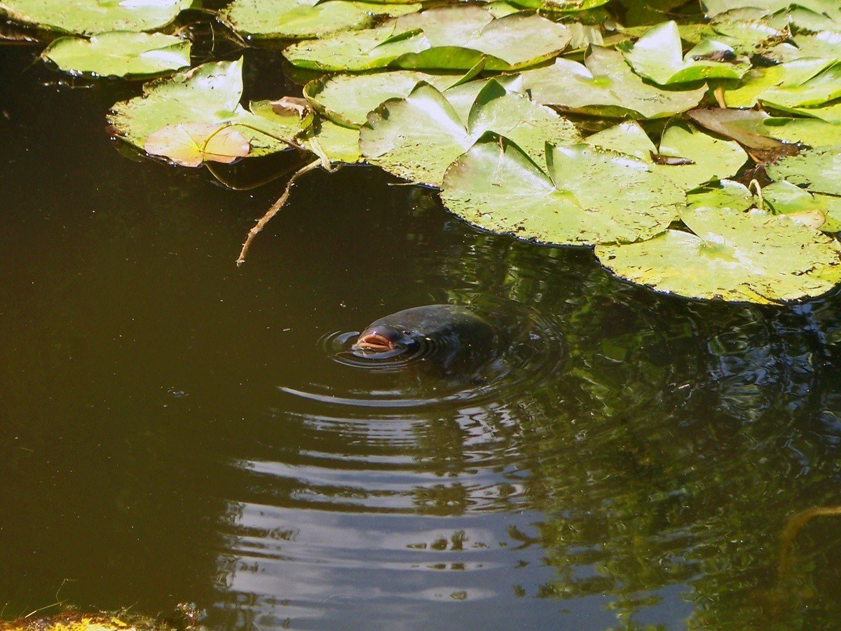 A catfish in Claude Monet's Water Garden.