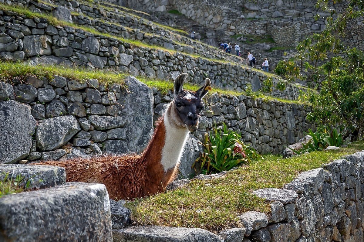 A Llama at Machu Picchu looking at us