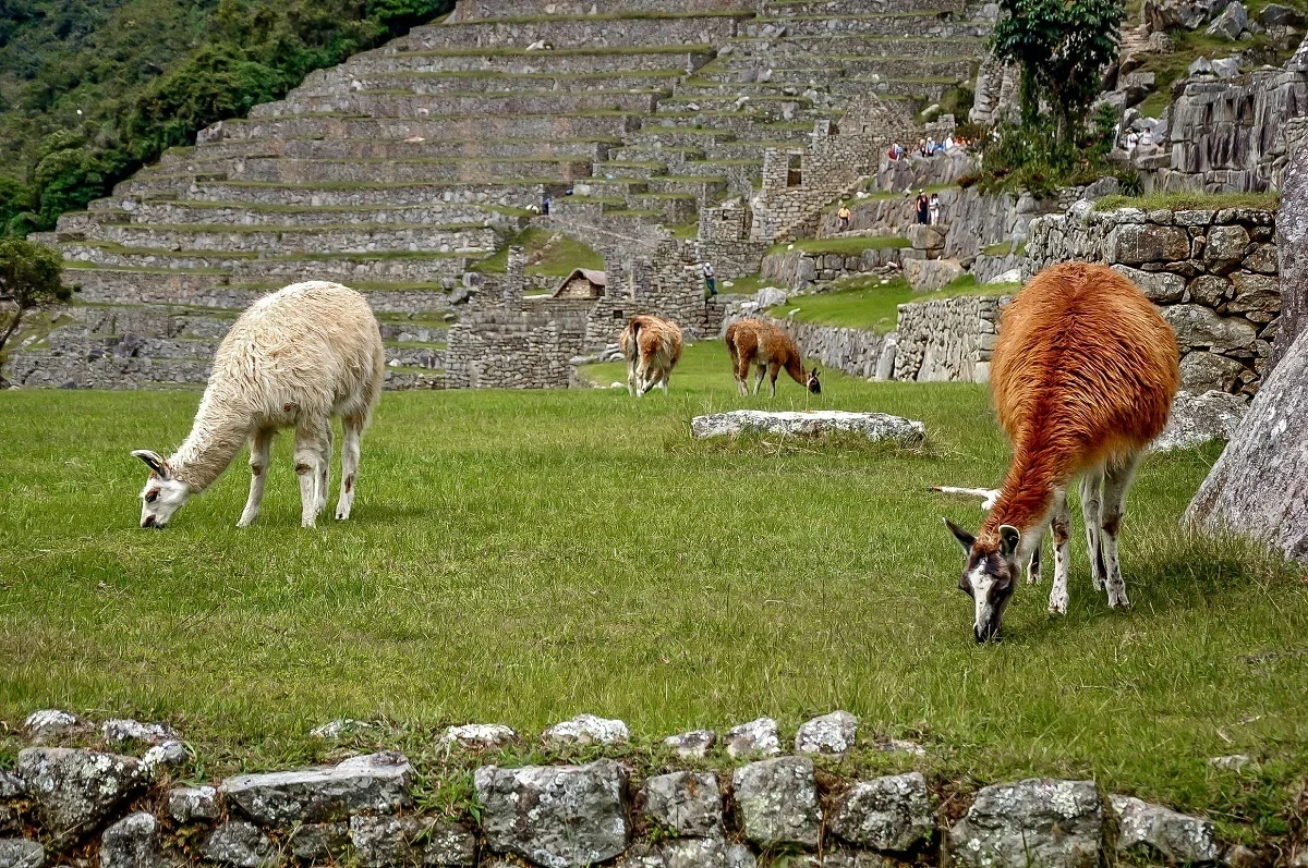 Llamas grazing at Machu Picchu