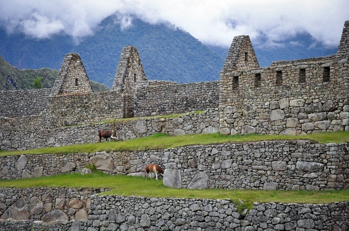Llamas among the ruins of buildings
