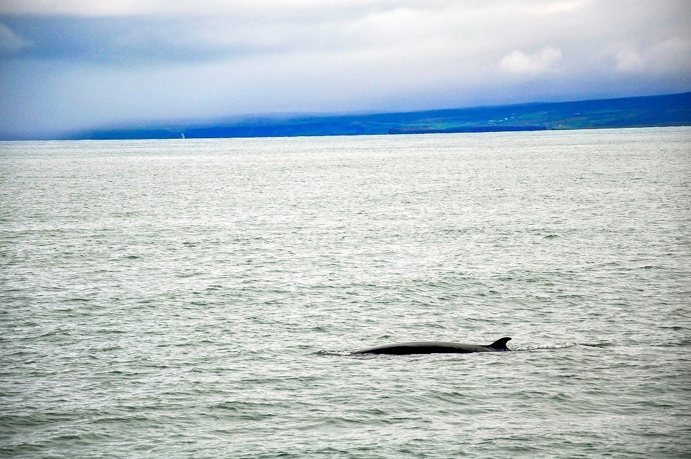 Seeing a Minke whale in Husavik