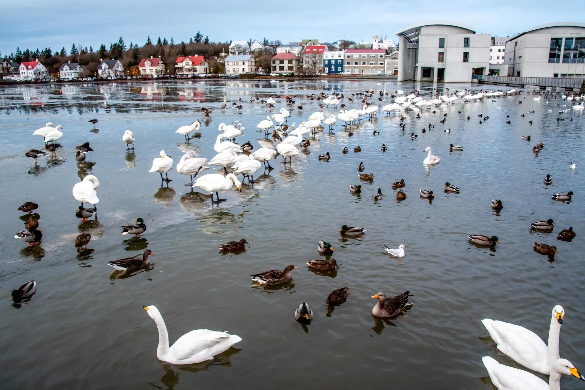 Ducks and swans in a pond in front of the Reykjavik City Hall.