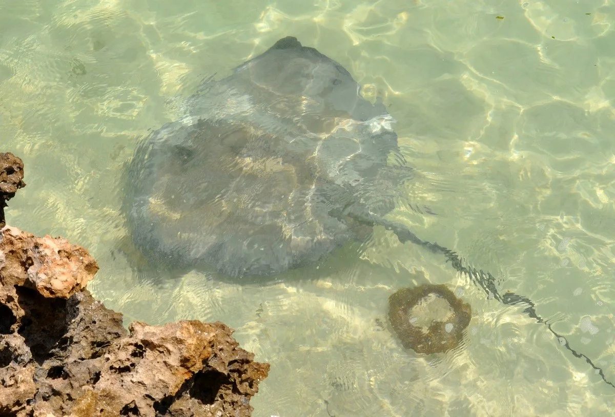 See a stingray in the water