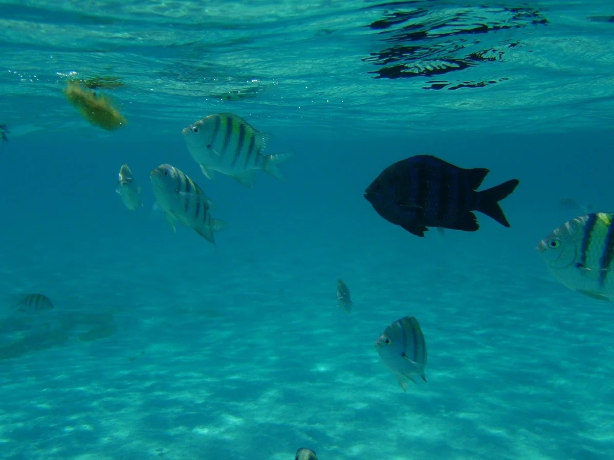 Seeing fish in the water while snorkeling