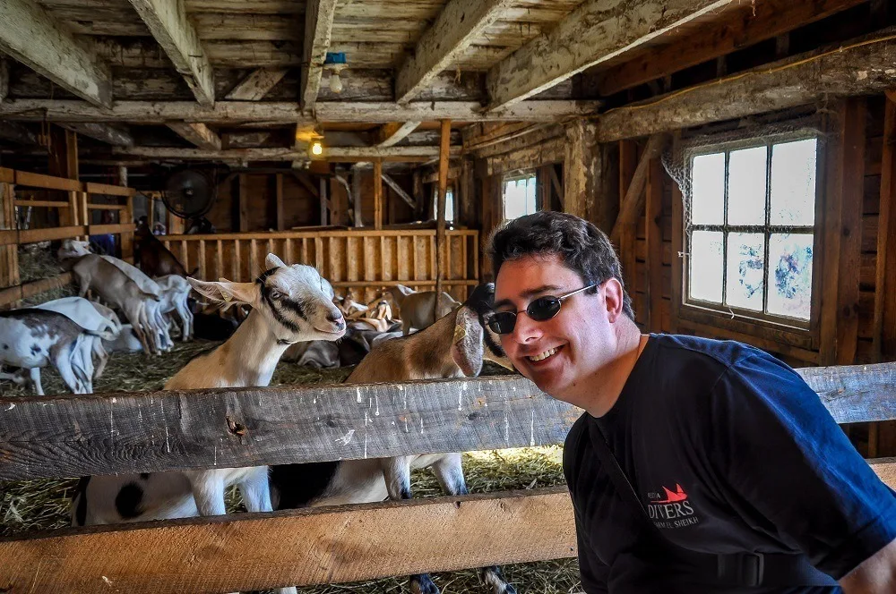 Man in a barn with goats