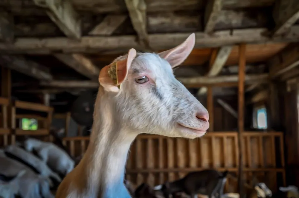 Goat in a barn