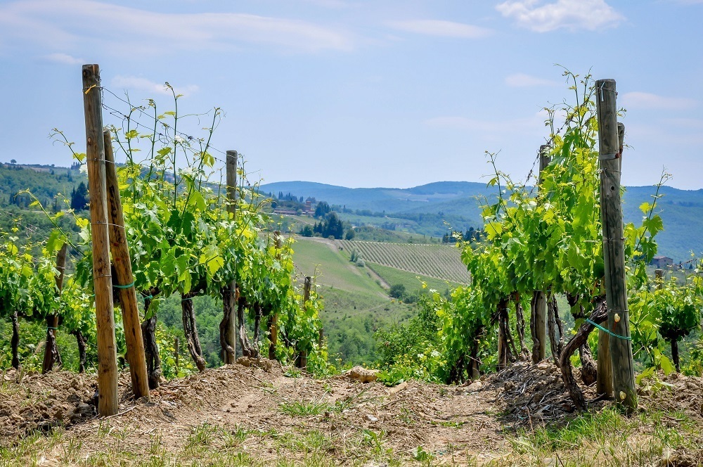 Rows of grape vines among the Tuscany hills at Villa Caffagio