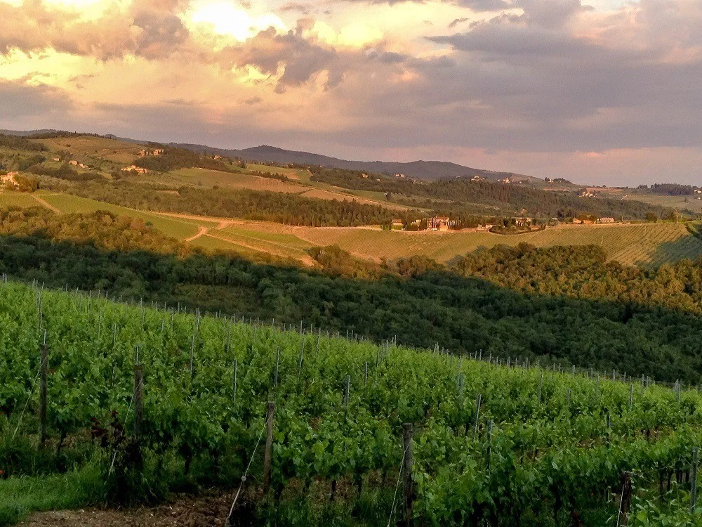 The Tuscany vineyards at sunset during the wine festival of Cantine Aperte in Italy