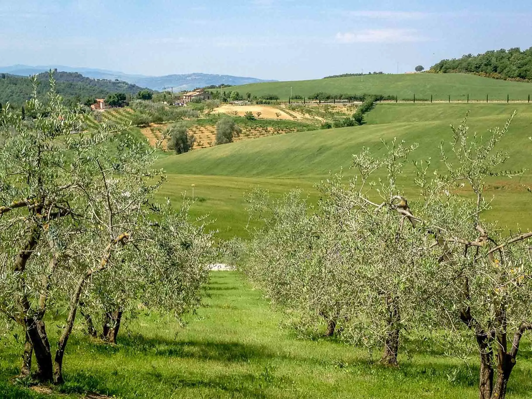 Olive trees on the hills of Tuscany