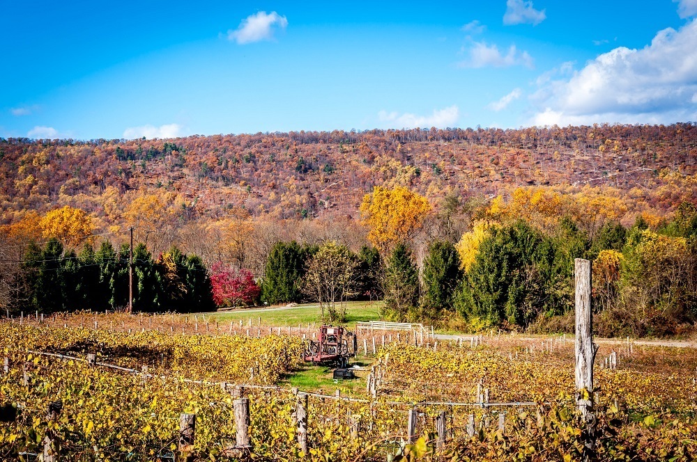 Visiting a vineyard is one of the best things to do in the Hershey area