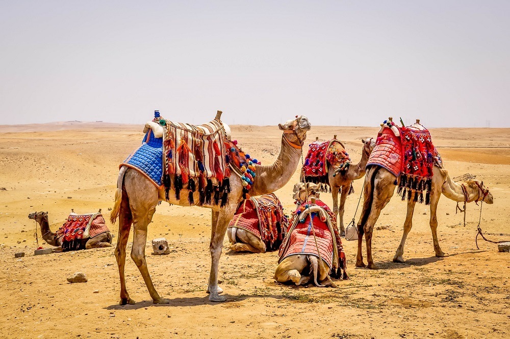 Group of camels at Giza Pyramids