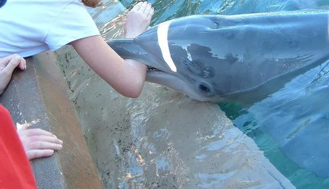 Dolphin biting a child at a dolphinarium.  Photo by:  Courtney Vail/WDC (used with permission)