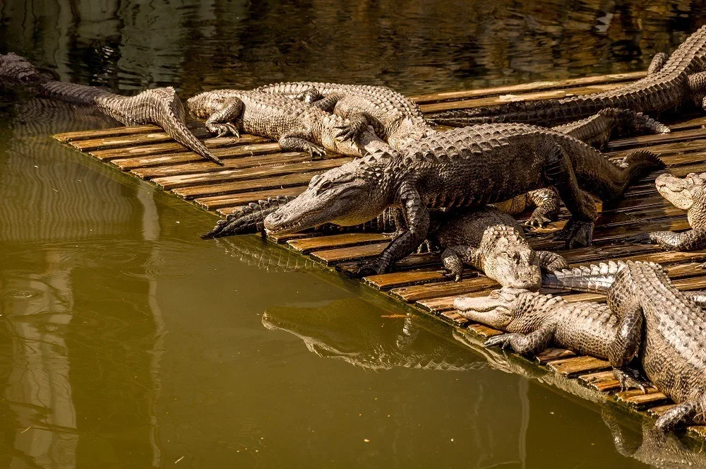 Alligators sunning themselves on a dock by the water.
