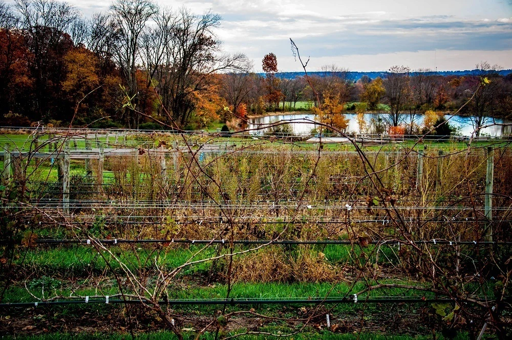 The rows of vines at the Vineyard at Hershey