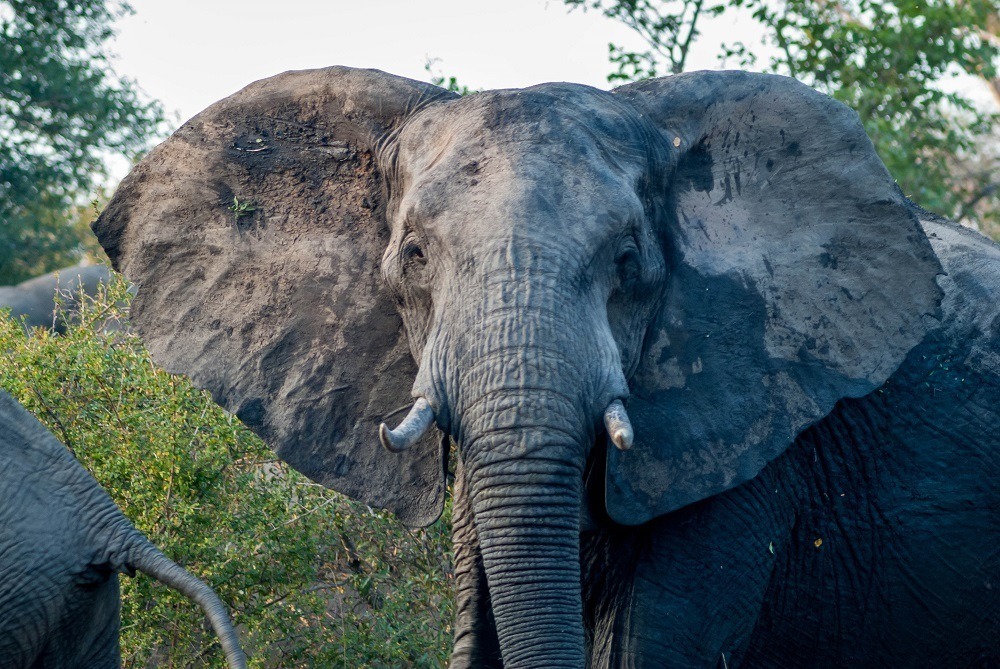 A bull elephant in the Klaserie Nature Reserve in South Africa