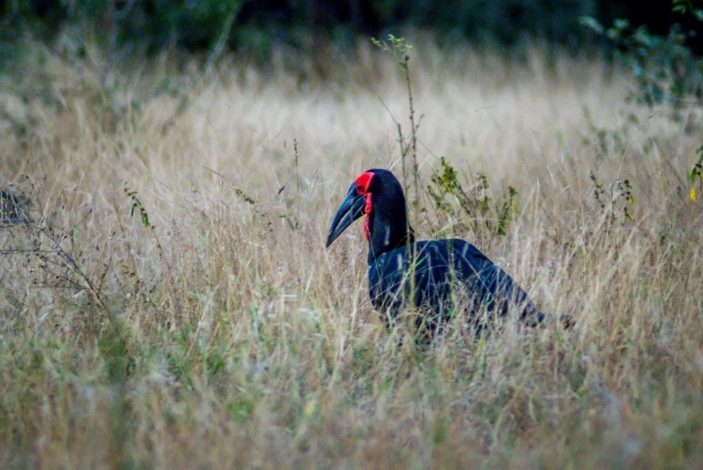 A Ground Hornbill in the Klaserie Private Nature Reserve.