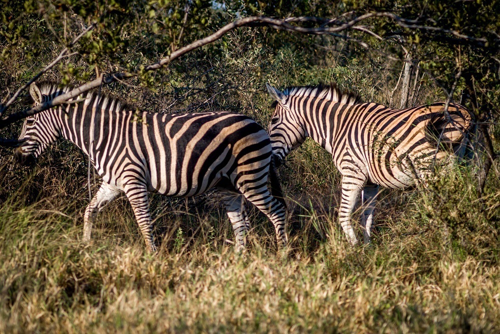 Experiencing zebras at Africa on Foot in the Klaserie Private Nature Reserve