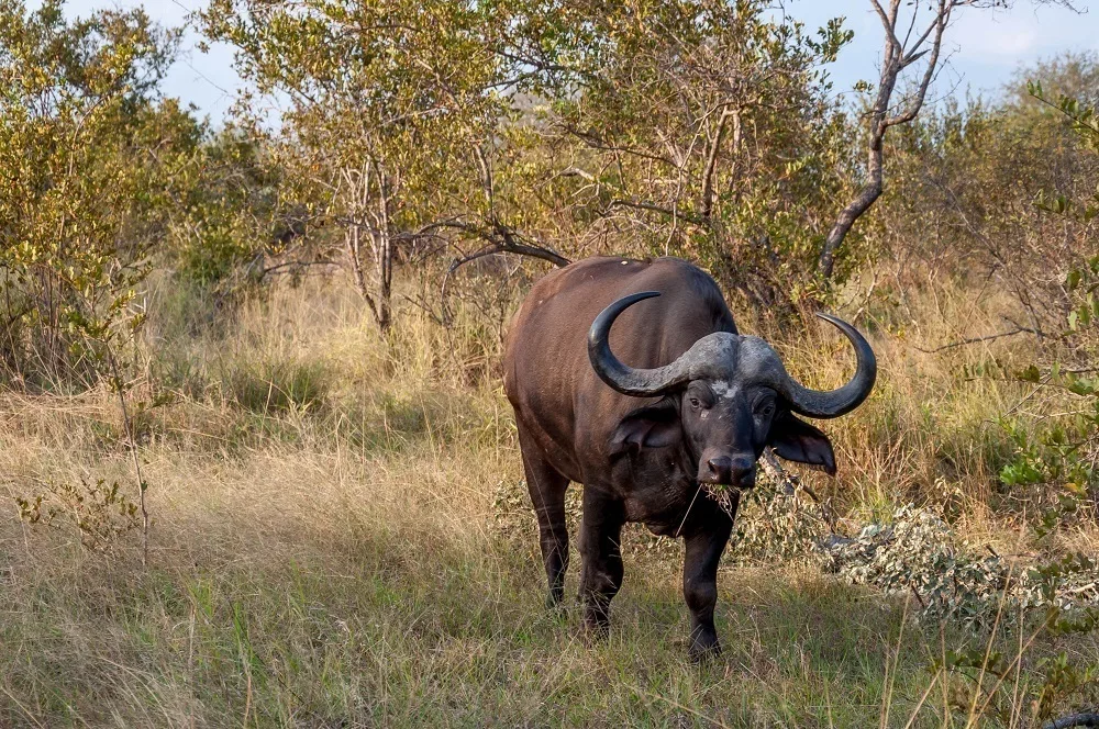The Cape Buffalo in the Klaserie Reserve