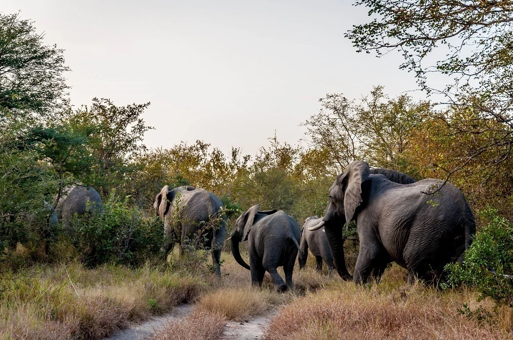 Seeing an elephant herd on a South African safari