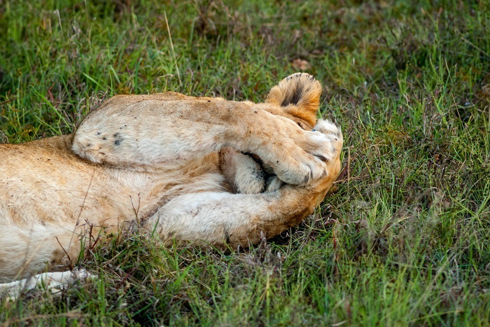 A female lion stretches and covers her eyes while laying in the grass of the Klaserie Private Nature Reserve