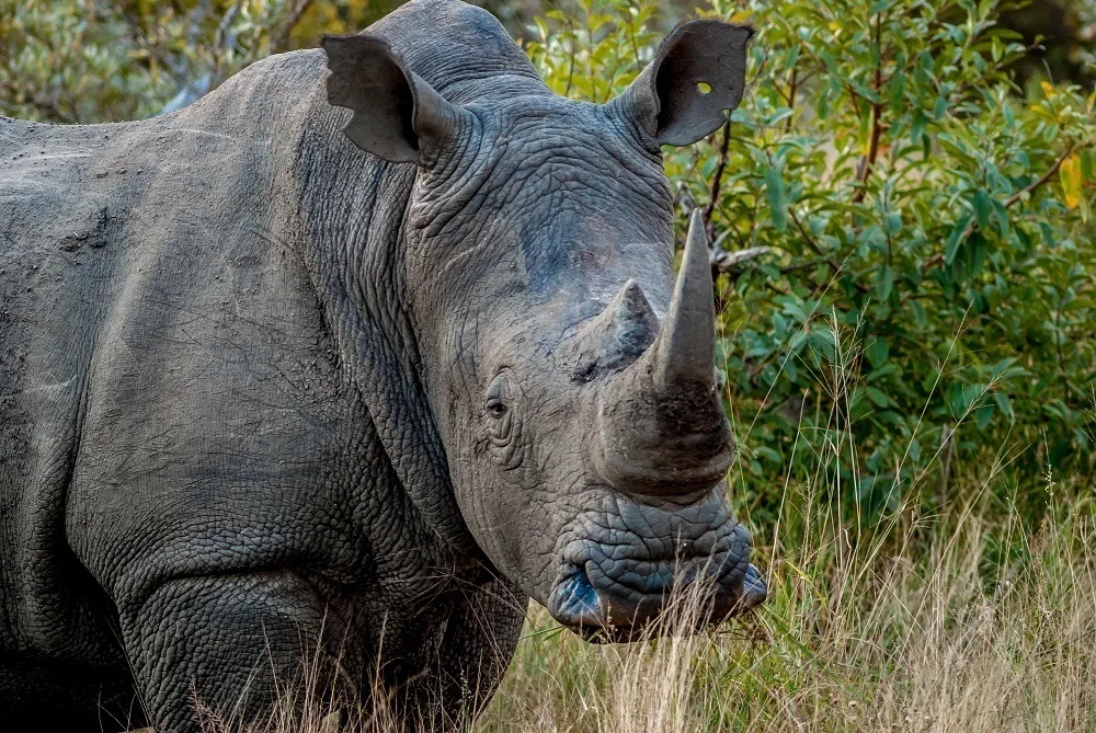 Seeing a square-lip rhino (a white rhino) on a big five safari in South Africa