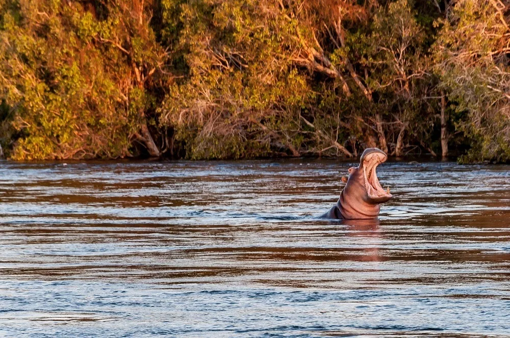 A hippo in the Zambezi River