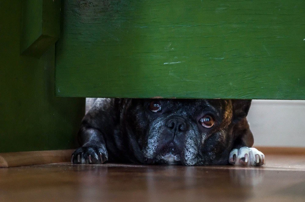 The French Bulldog looking under gate