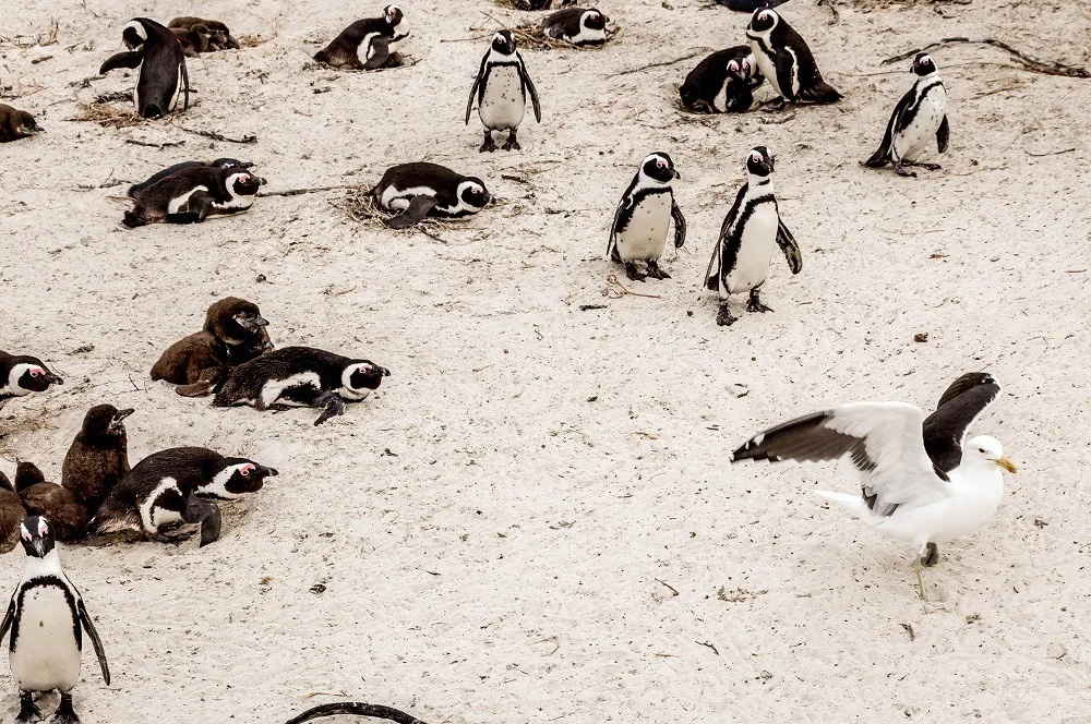 The African Penguins at Boulders Beach and a seagull