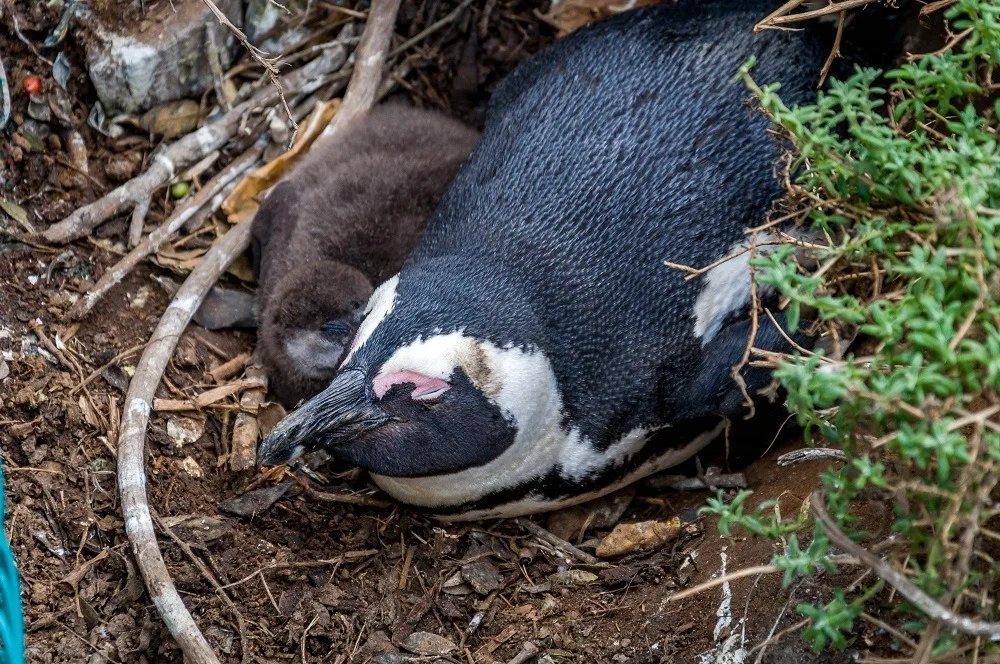 African Penguin and a "Baby Blue" Chick at Boulders Beach