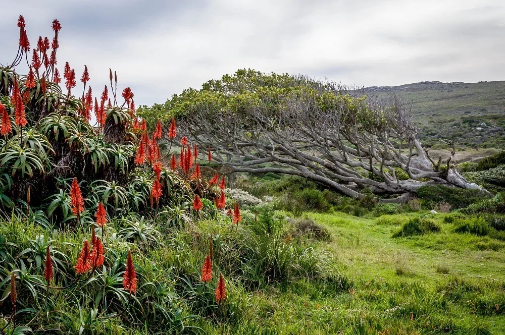 Vegetation in the Table Mountain National Park