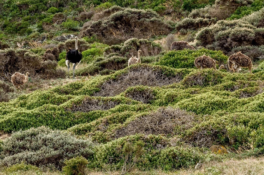 Wild ostriches foraging on a hillside