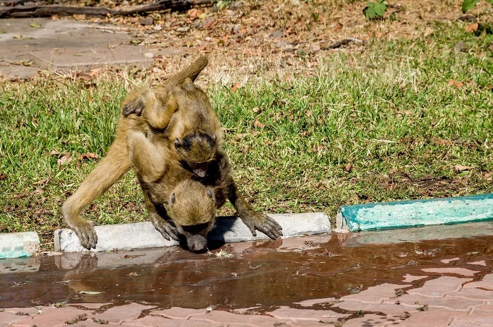 Baboons drinking water