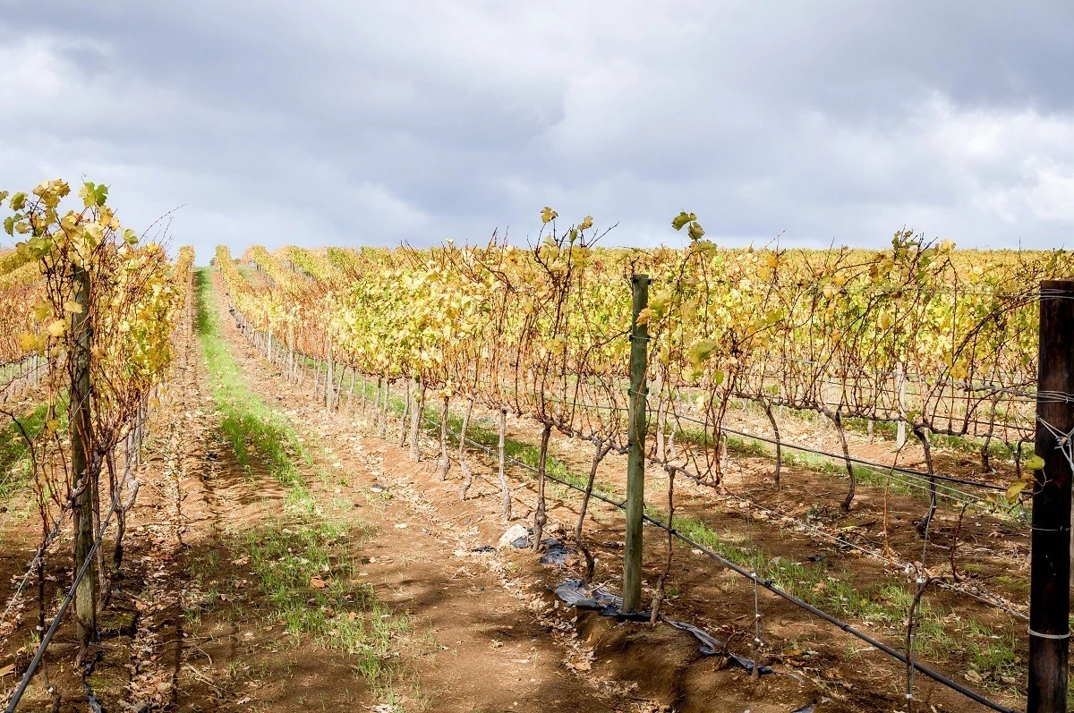 The rows of vines at Groot Constantia in the Western Cape Wine Region in South Africa