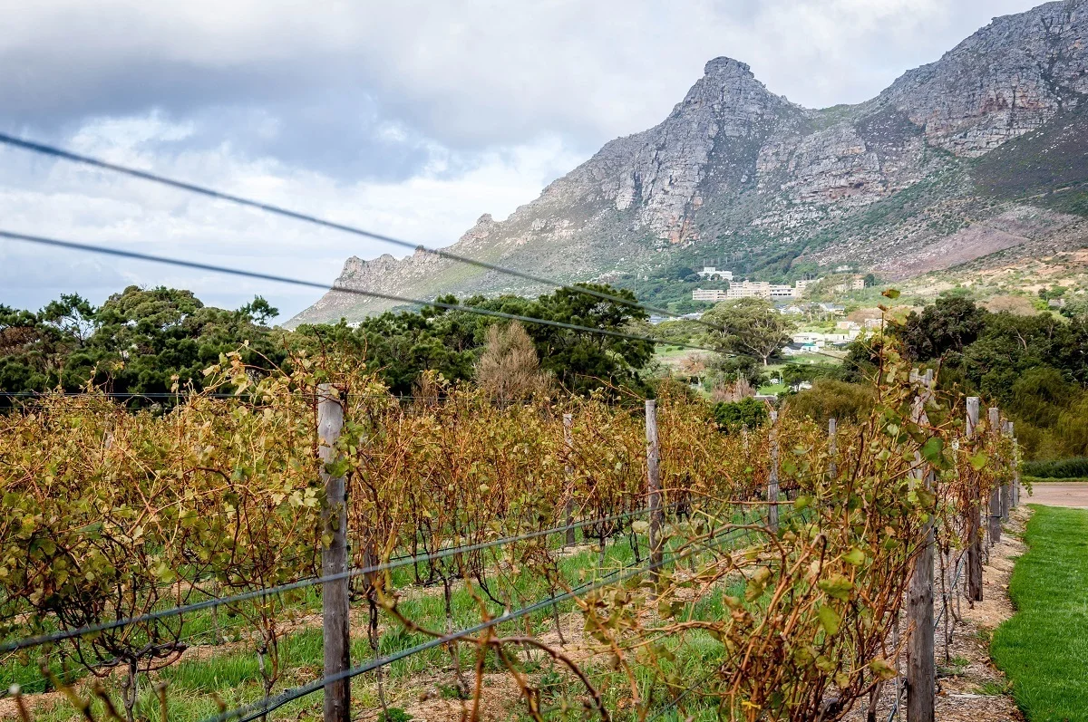 The vineyard at Steenberg winery on the Constantia Wine Route