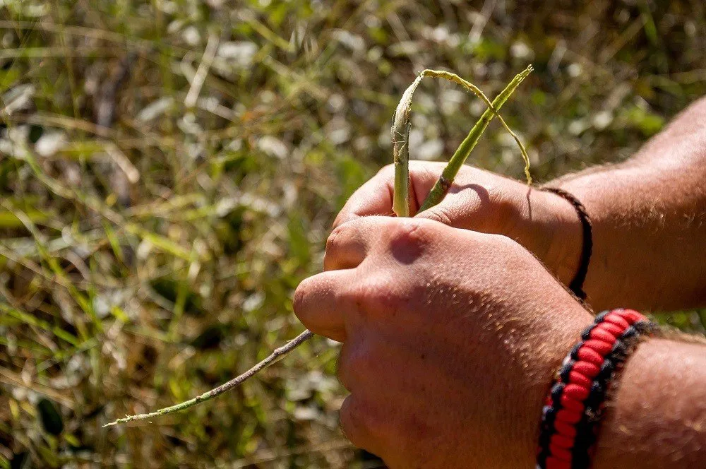 Safari guide demonstrates how to braid rope from plants in the bush