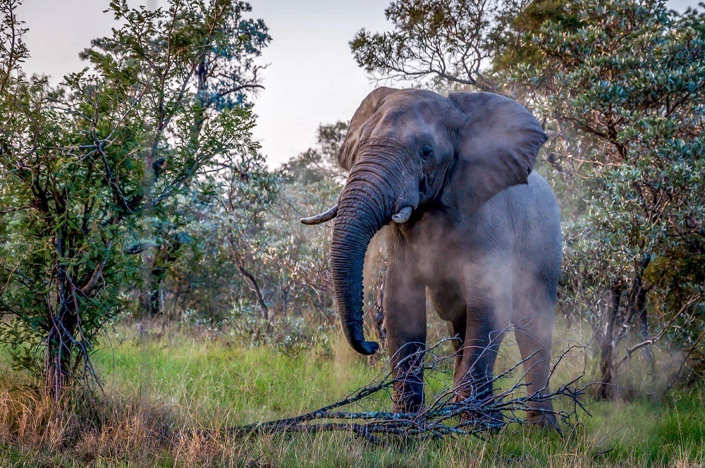 Large gray elephant in South Africa