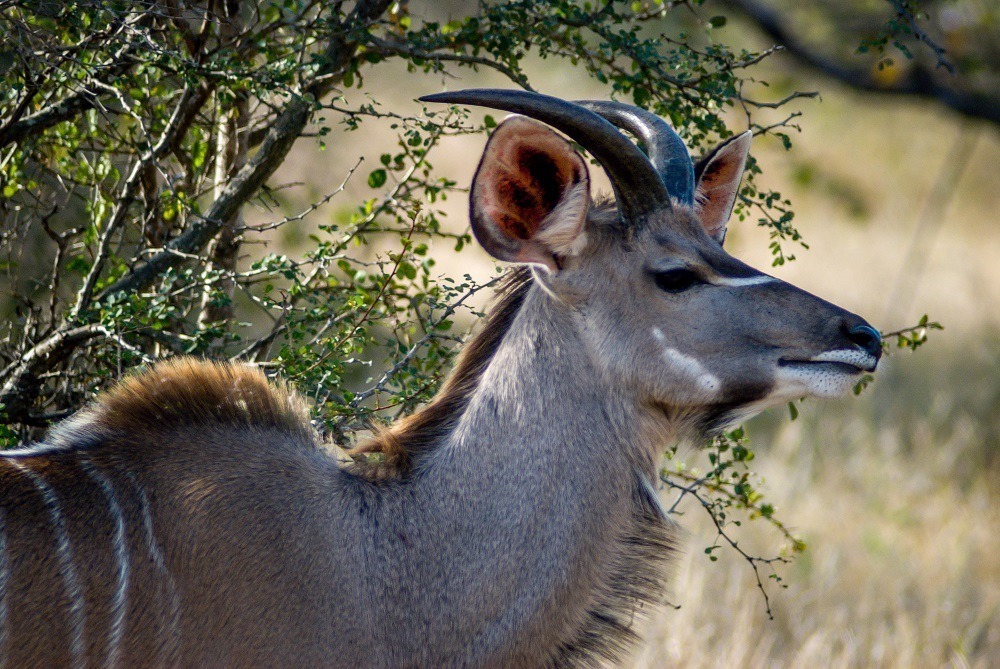 A kudu