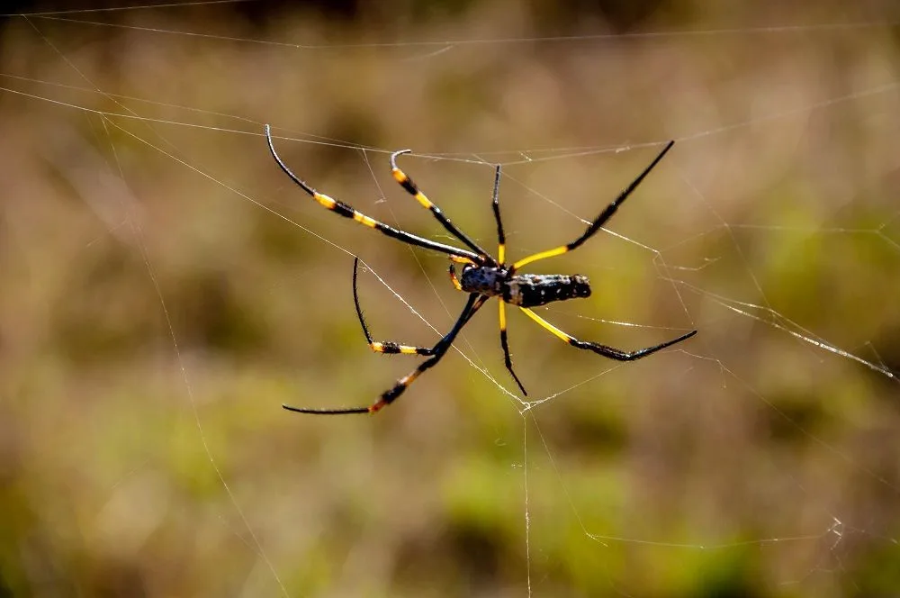 Black and yellow spider in a web