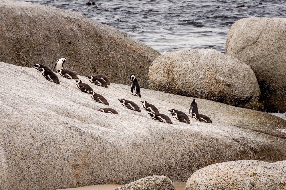 Group of penguins on a rock 