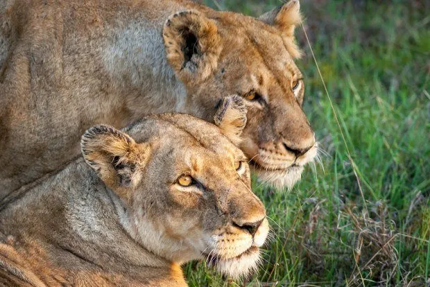 Close up of two female lions 