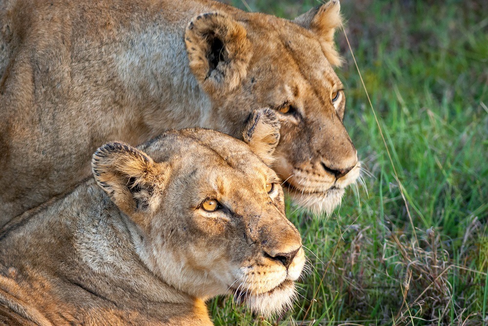Two female lions 