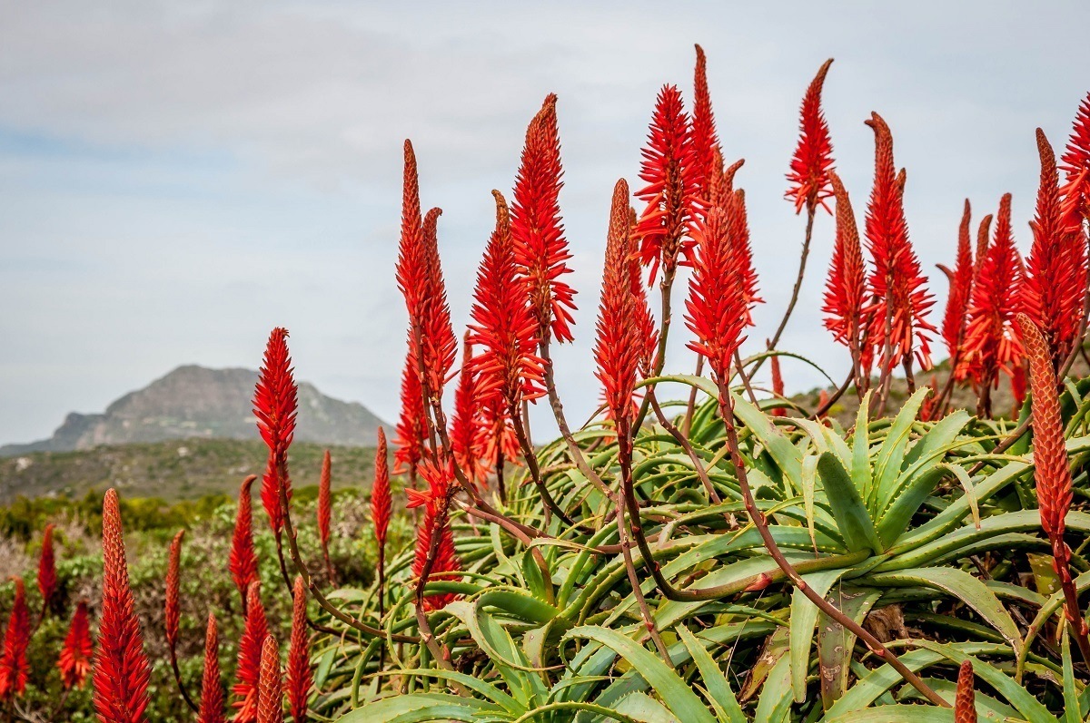 The vegetation in Table Mountain National Park in South Africa