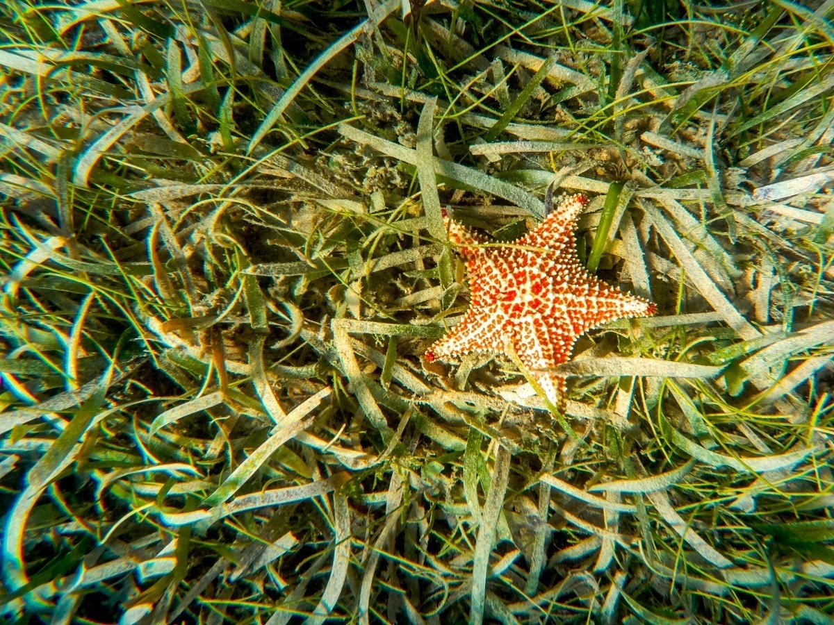 A starfish seen on a bed of sea grass on the ocean floor
