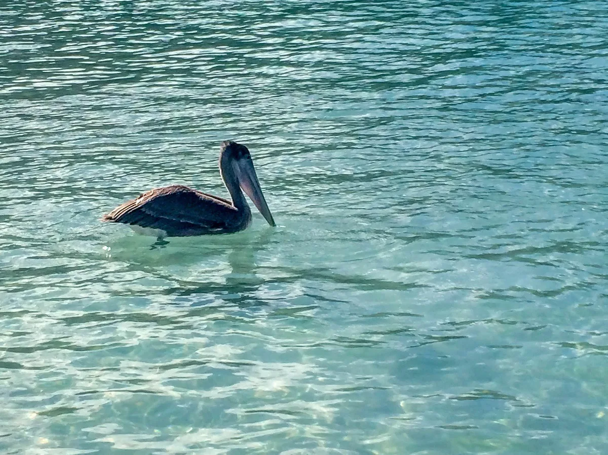 Pelican in the ocean