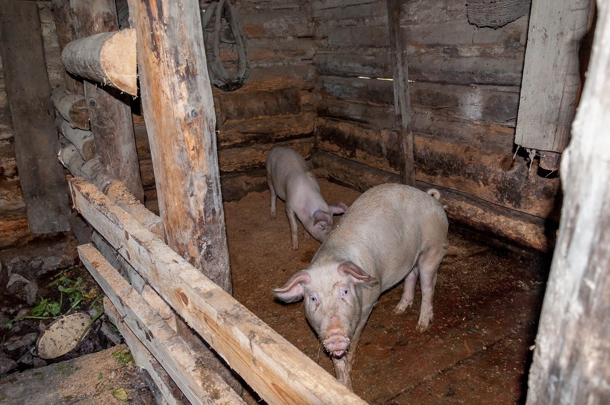 Pigs in the rural village of the Vlkolinec