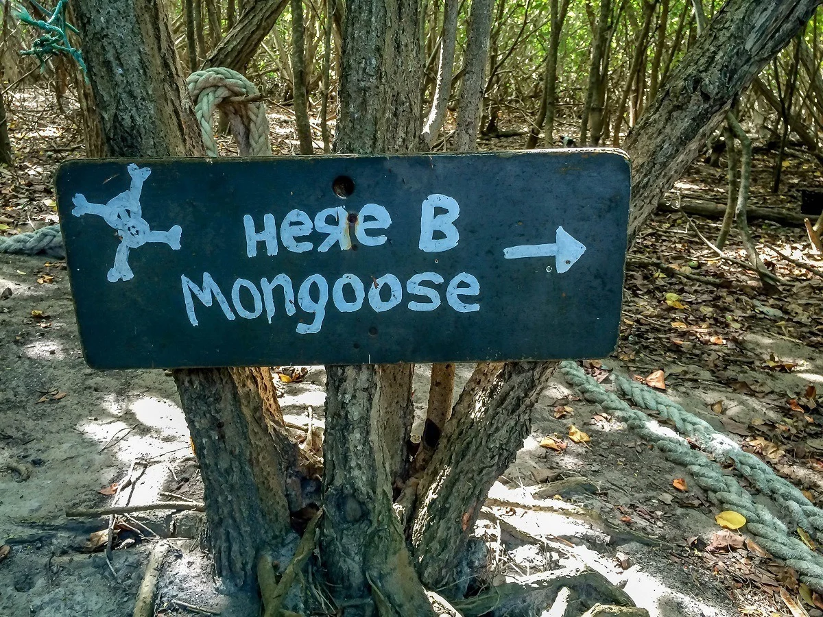 Sign reading "Here B Mongoose"