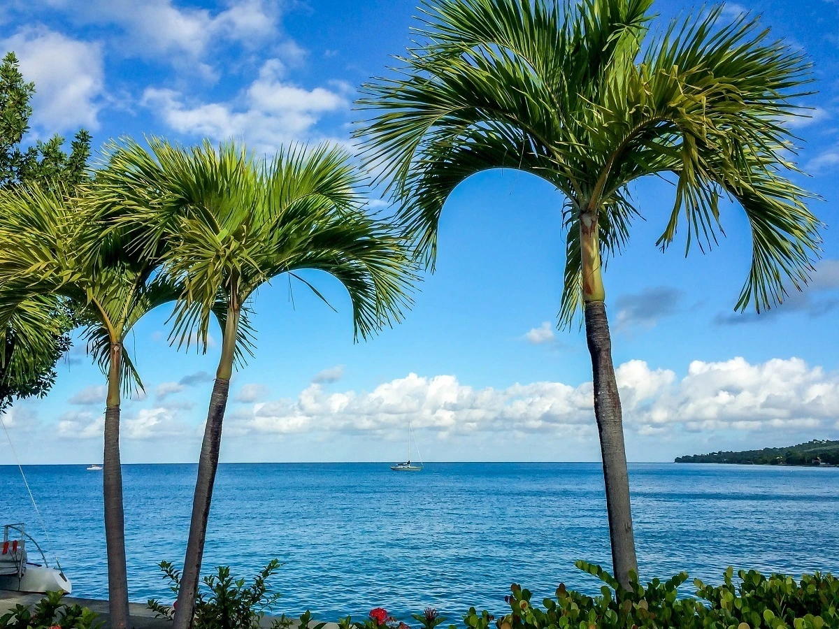 Palm trees in the port of Christiansted, St Croix